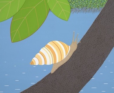 stripes florida tree snail
